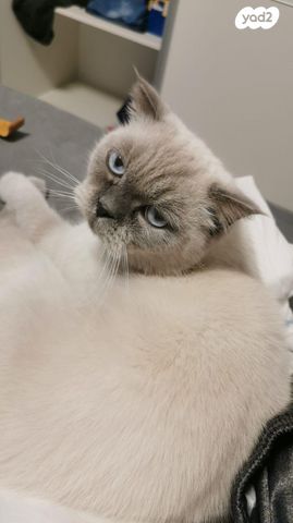 תמונת מודעה - חיות מחמד