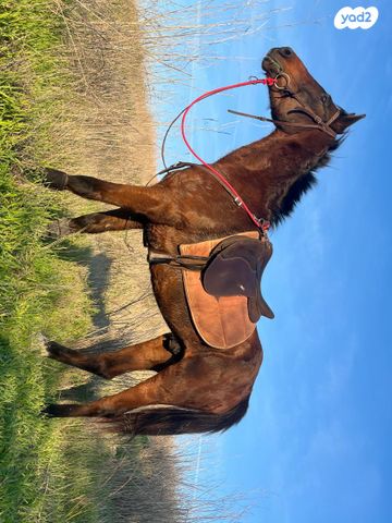 תמונת מודעה - חיות מחמד