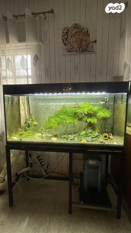 תמונת מודעה - חיות מחמד