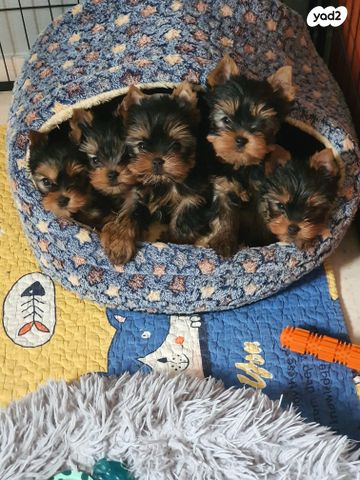 תמונת מודעה - חיות מחמד