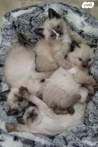 תמונת מודעה - חיות מחמד