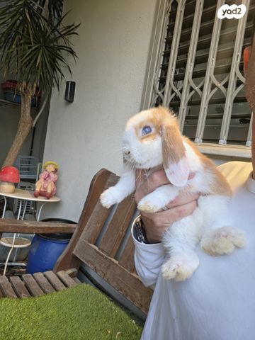 תמונת מודעה - חיות מחמד