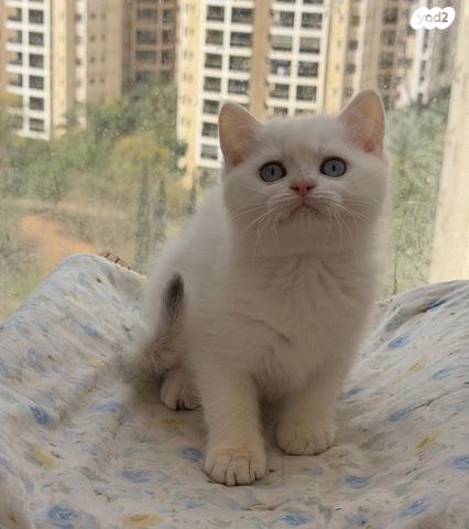 תמונת מודעה - חיות מחמד