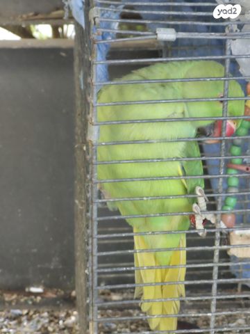 תמונת מודעה - חיות מחמד