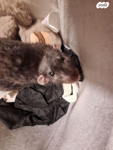 תמונת מודעה - חיות מחמד