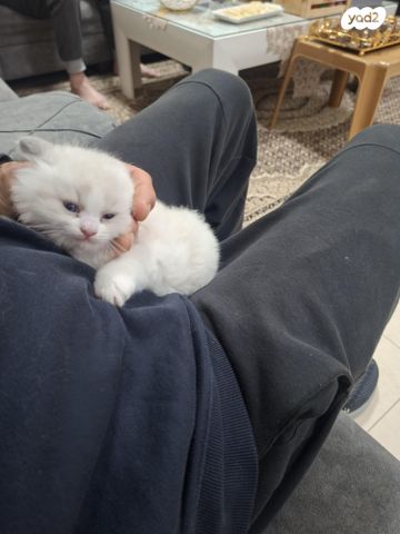 תמונת מודעה - חיות מחמד