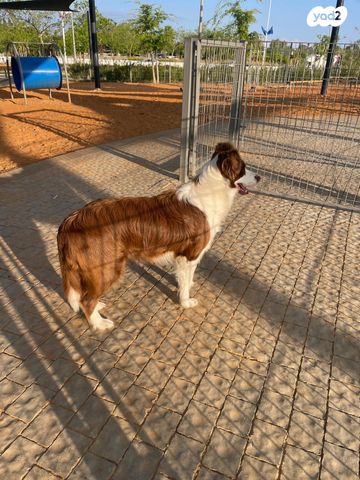 תמונת מודעה - חיות מחמד