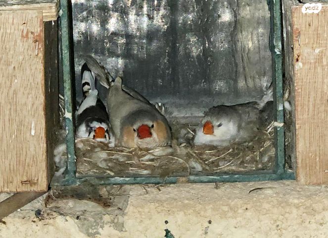 תמונת מודעה - חיות מחמד