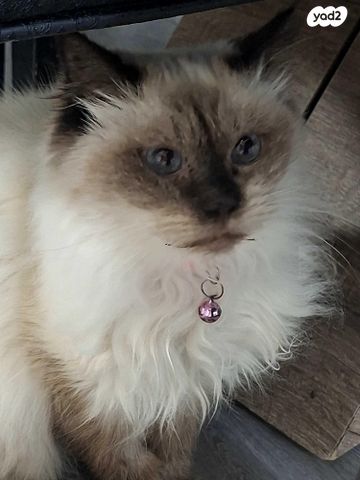 תמונת מודעה - חיות מחמד