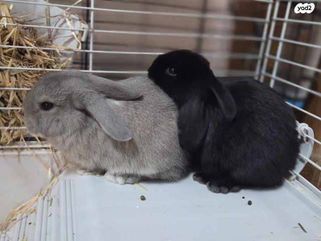 תמונת מודעה - חיות מחמד