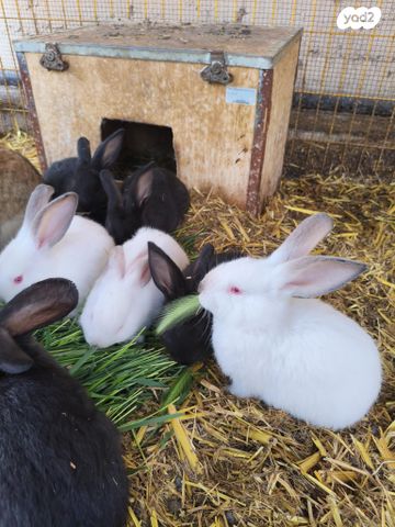 תמונת מודעה - חיות מחמד