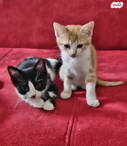 תמונת מודעה - חיות מחמד