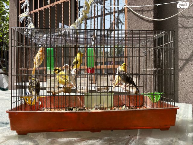 תמונת מודעה - חיות מחמד