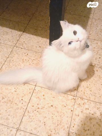 תמונת מודעה - חיות מחמד