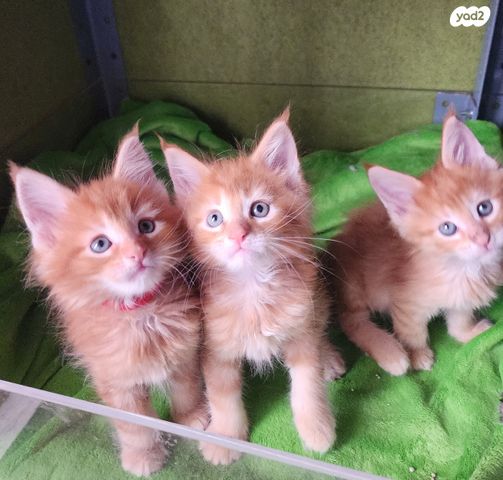 תמונת מודעה - חיות מחמד