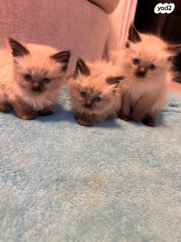 תמונת מודעה - חיות מחמד