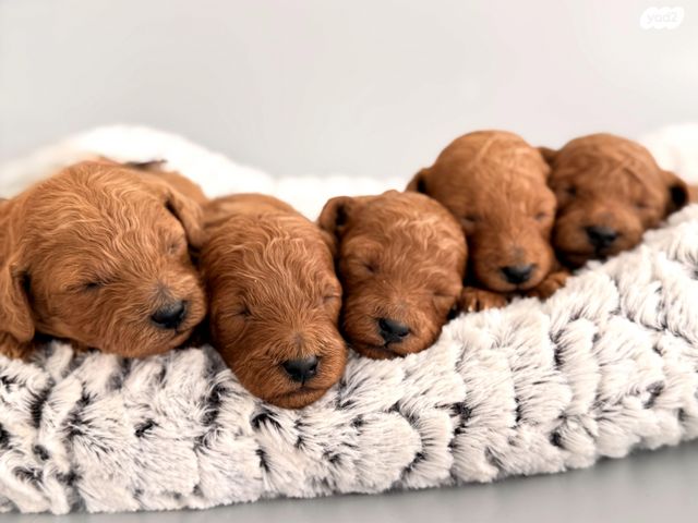 תמונת מודעה - חיות מחמד