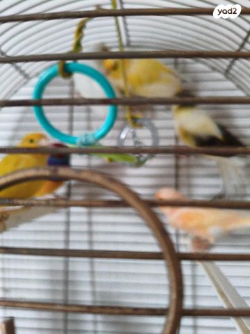 תמונת מודעה - חיות מחמד