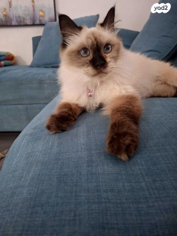 תמונת מודעה - חיות מחמד