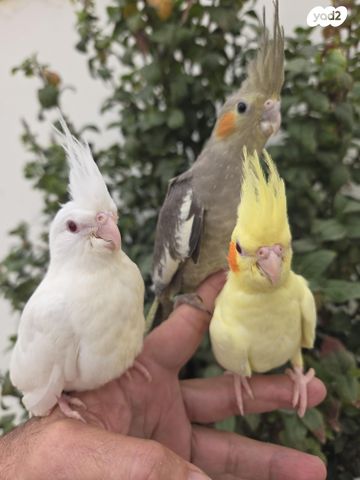 תמונת מודעה - חיות מחמד