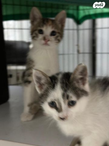 תמונת מודעה - חיות מחמד