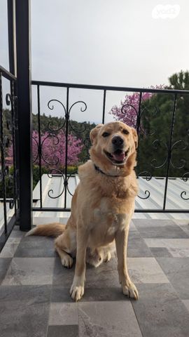 תמונת מודעה - חיות מחמד