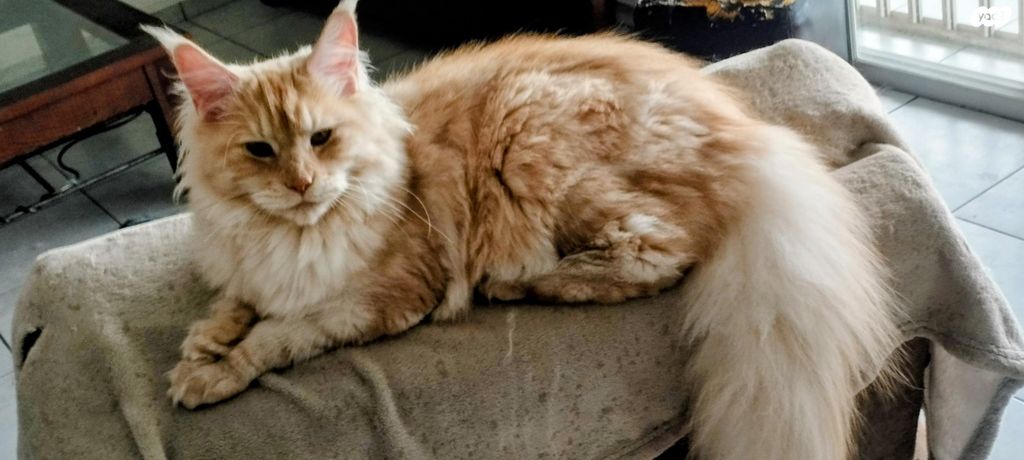 תמונת מודעה - חיות מחמד