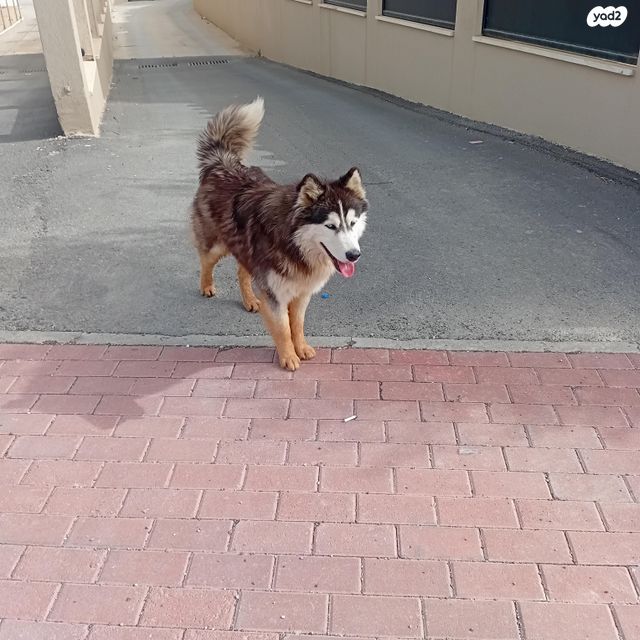 תמונת מודעה - חיות מחמד