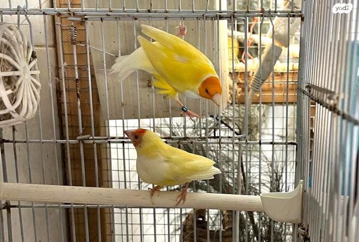 תמונת מודעה - חיות מחמד