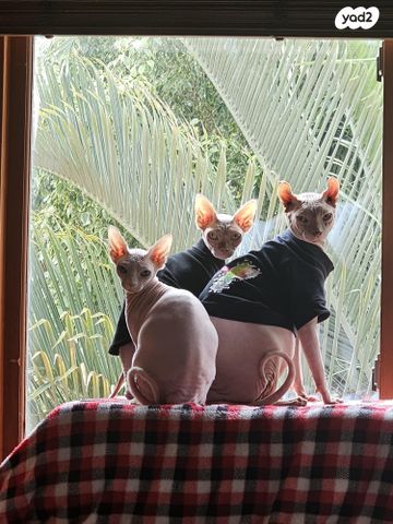 תמונת מודעה - חיות מחמד