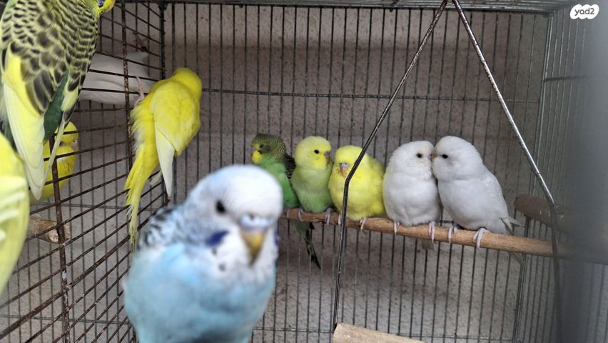 תמונת מודעה - חיות מחמד