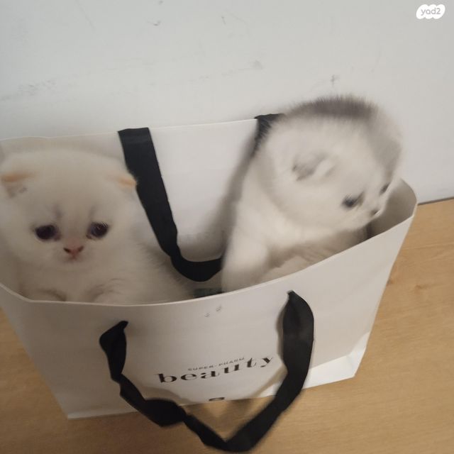 תמונת מודעה - חיות מחמד