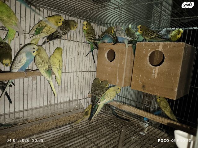 תמונת מודעה - חיות מחמד