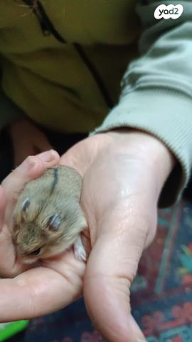 תמונת מודעה - חיות מחמד