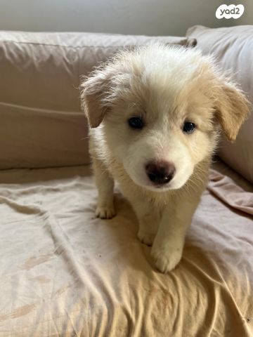 תמונת מודעה - חיות מחמד