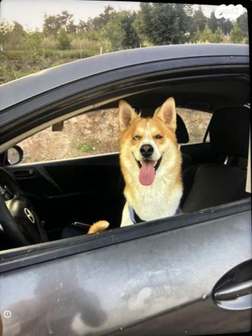 תמונת מודעה - חיות מחמד