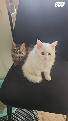 תמונת מודעה - חיות מחמד