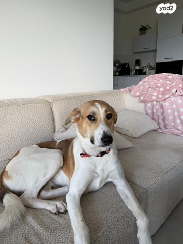 תמונת מודעה - חיות מחמד