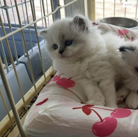 תמונת מודעה - חיות מחמד