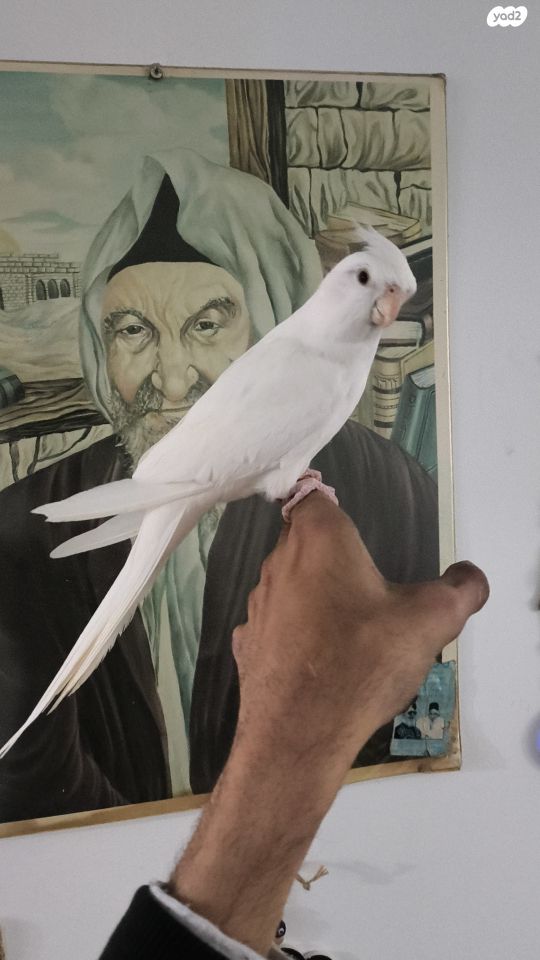 תמונת מודעה - חיות מחמד