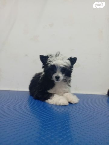 תמונת מודעה - חיות מחמד