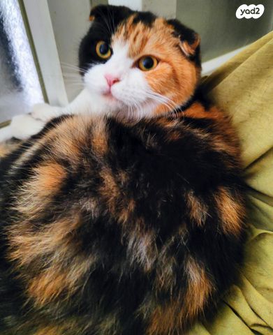 תמונת מודעה - חיות מחמד