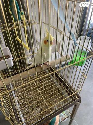 תמונת מודעה - חיות מחמד