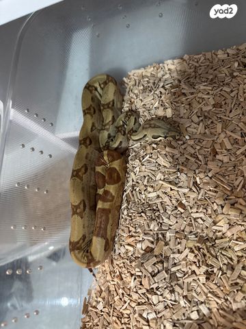 תמונת מודעה - חיות מחמד