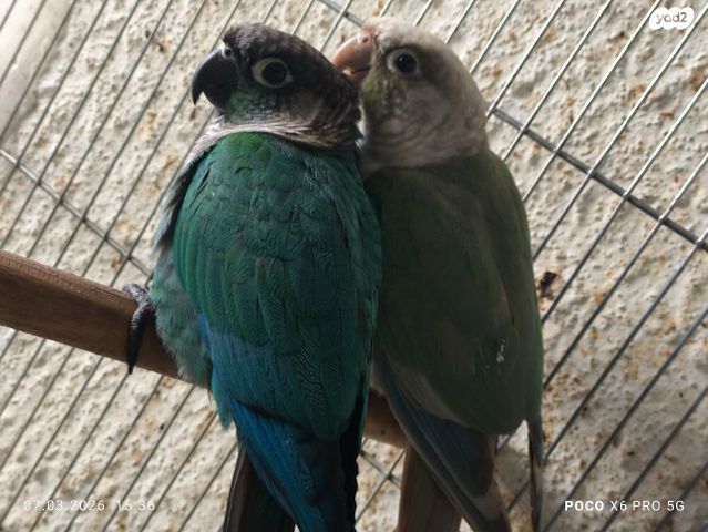 תמונת מודעה - חיות מחמד