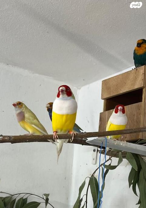 תמונת מודעה - חיות מחמד