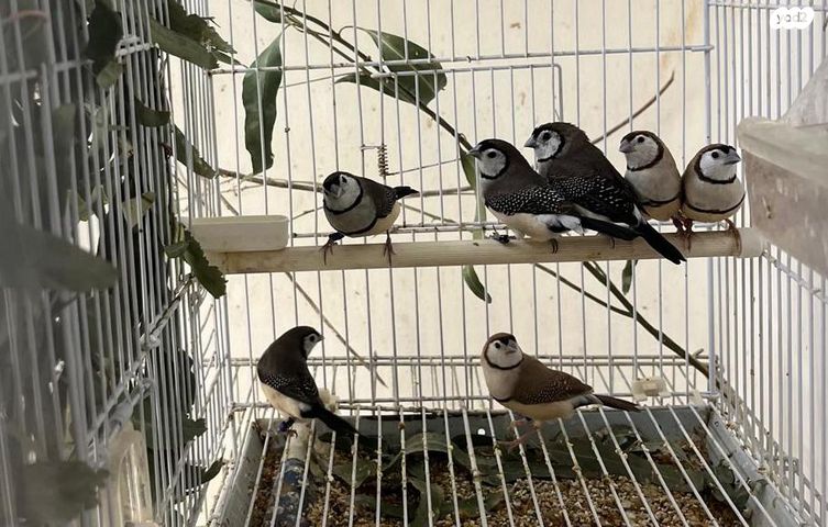 תמונת מודעה - חיות מחמד