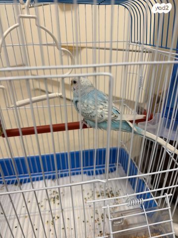 תמונת מודעה - חיות מחמד