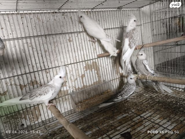 תמונת מודעה - חיות מחמד