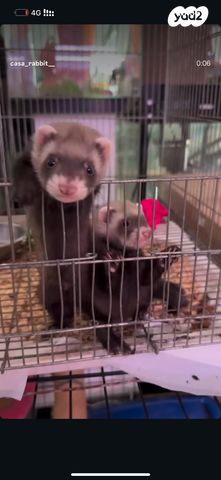 תמונת מודעה - חיות מחמד